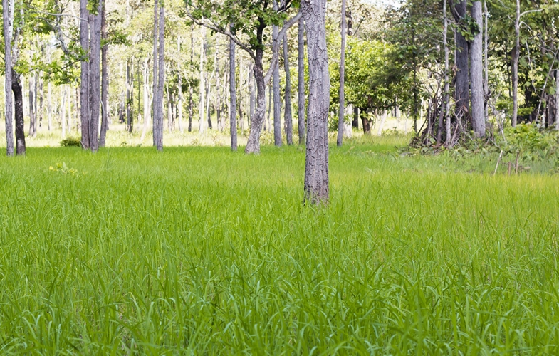 Organic Jasmine Rice in Forest, Cambodian Northern Plains © IBIS Rice